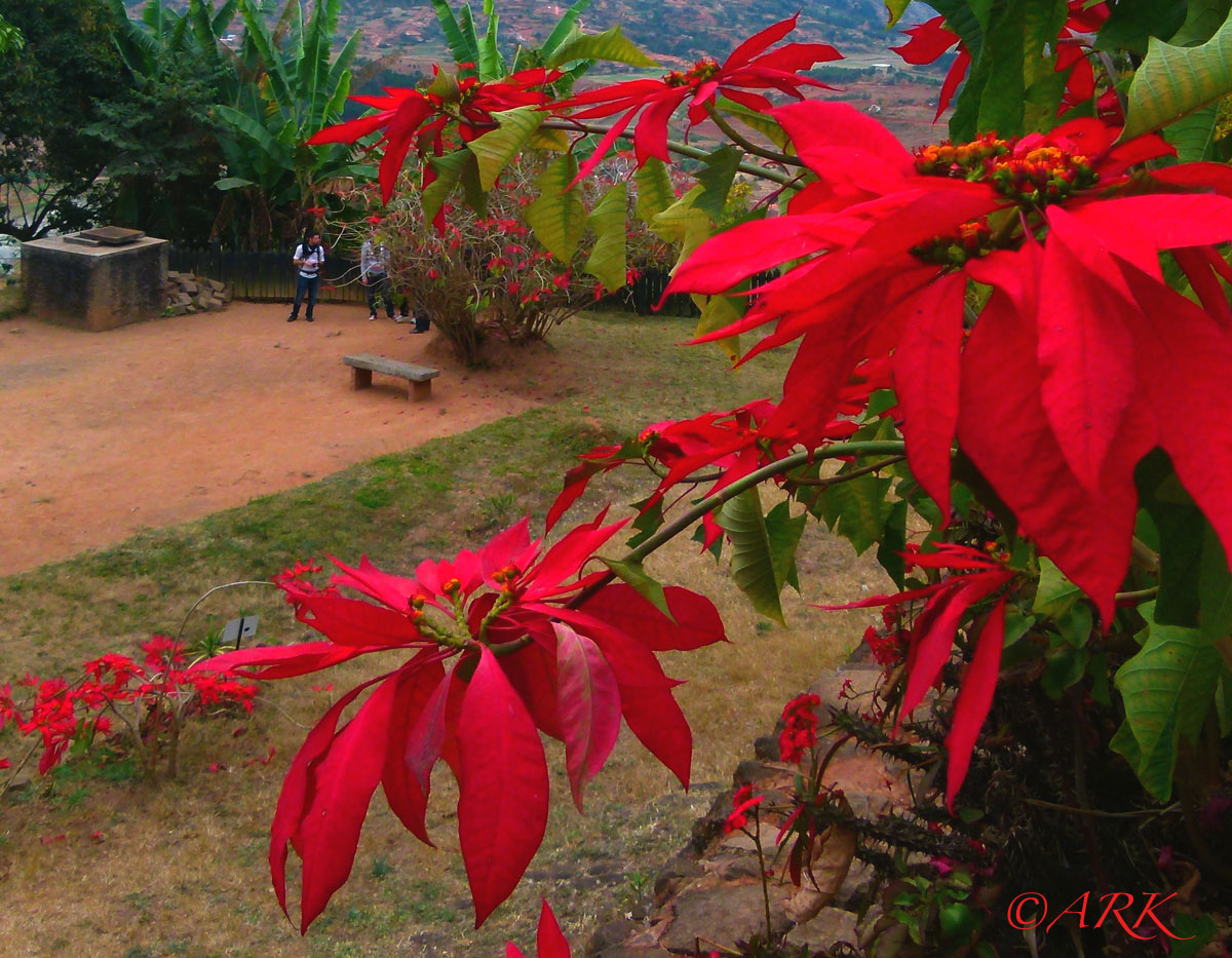 Julstjärna - Madagaskars blomma
