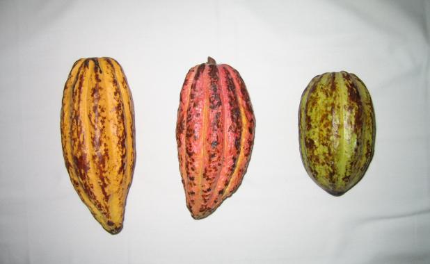 Kakaobönor